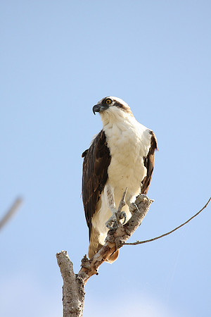 Osprey