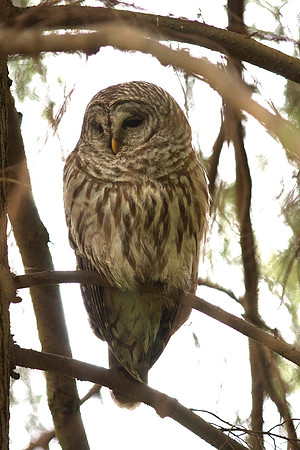 Barred Owl