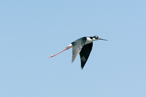 Black-necked Stilt