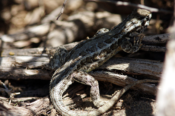 Common Sagebrush Lizard