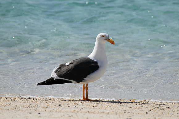 Yellow Legged Gull