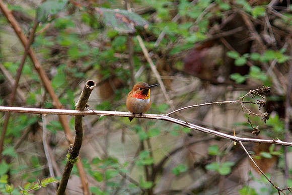 Rufous Hummingbird