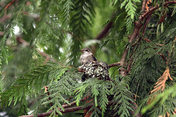 Anna's Hummingbird in nest