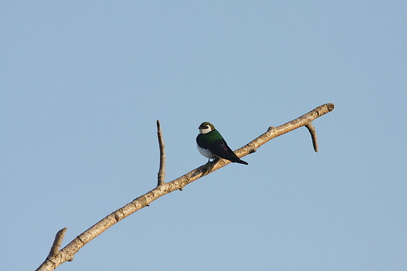 Violet Green Swallow