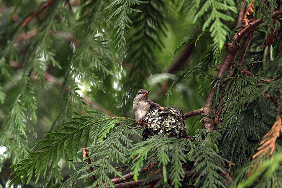 Anna's Hummingbird in nest