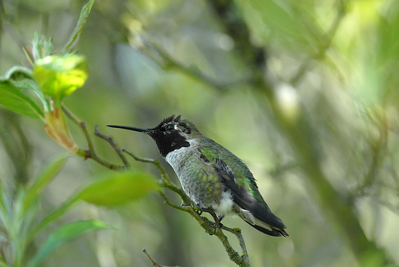 Anna's Hummingbird