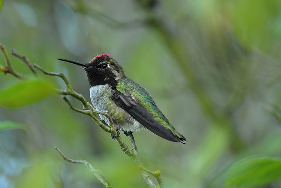 Anna's Hummingbird