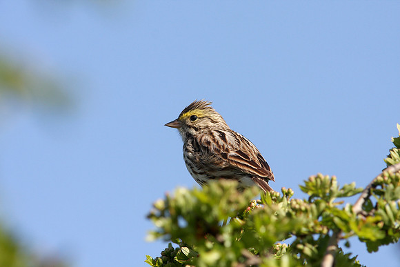 Savannah Sparrow