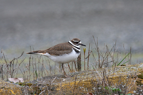 Killdeer