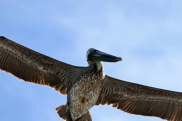 Brown Pelican