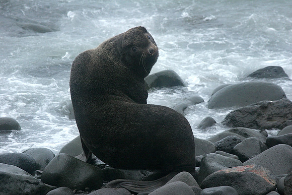 Northern Fur Seal