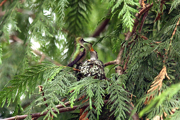 Anna's Hummingbird in nest
