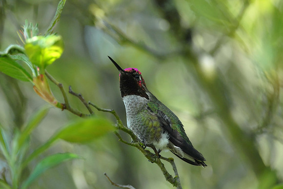 Anna's Hummingbird