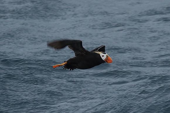 Tufted Puffin