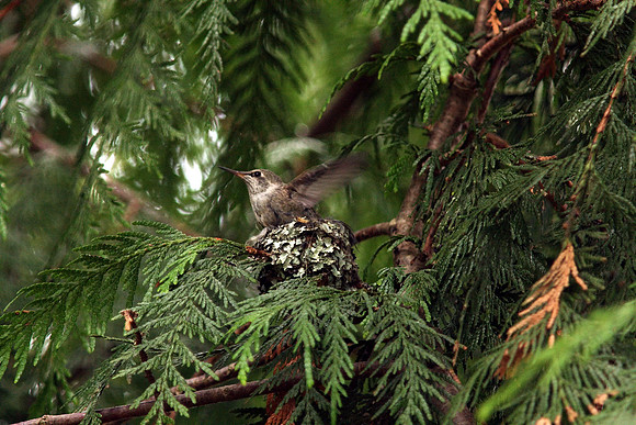 Anna's Hummingbird in nest