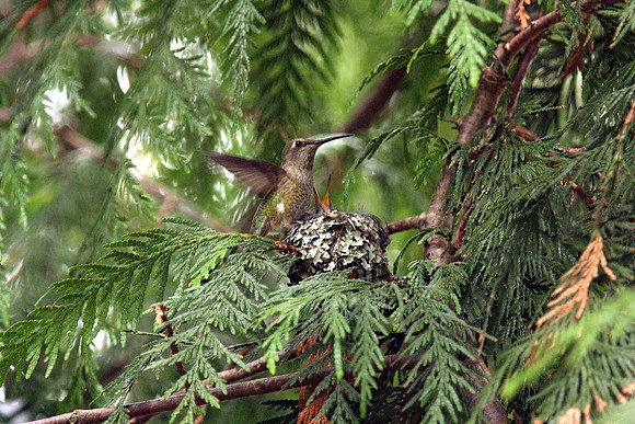 Anna's Hummingbird in nest