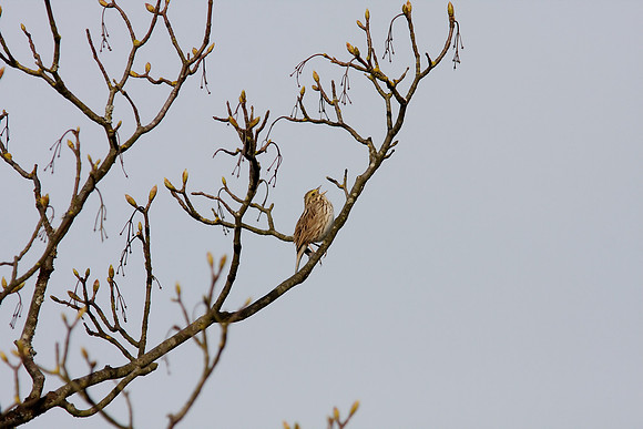Savannah Sparrow