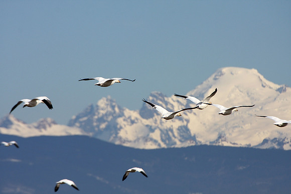 Snow Geese and Mt. Baker