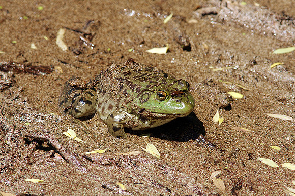 American Bullfrog