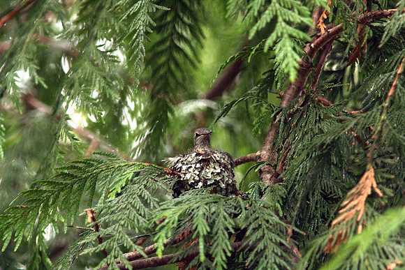 Anna's Hummingbird in nest