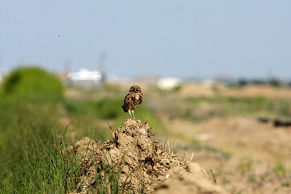 Burrowing Owl