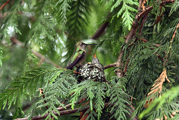 Anna's Hummingbird in nest