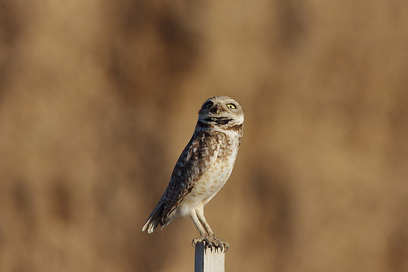 Burrowing Owl