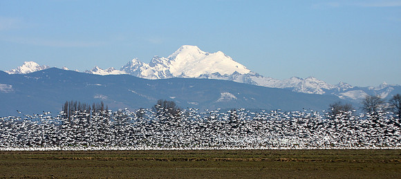 Snow Geese and Mt. Baker