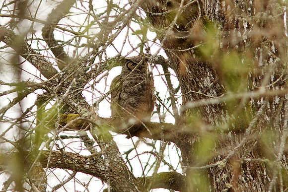 Great Horned Owl