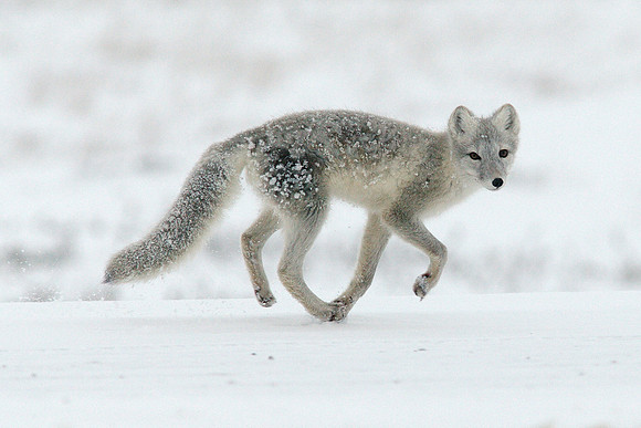 Arctic Fox