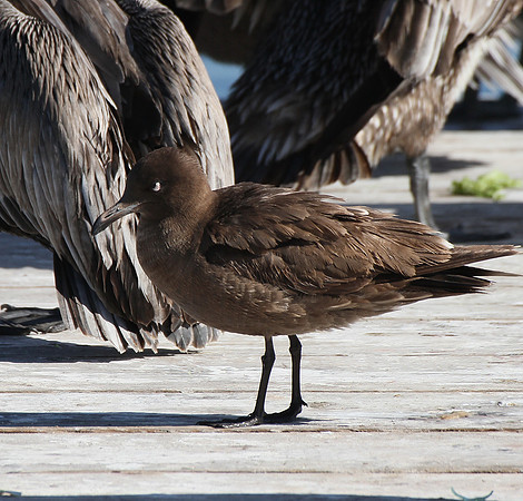 Heerman's Gull