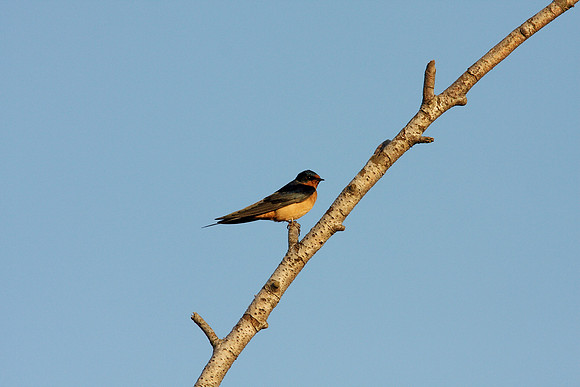 Barn Swallow