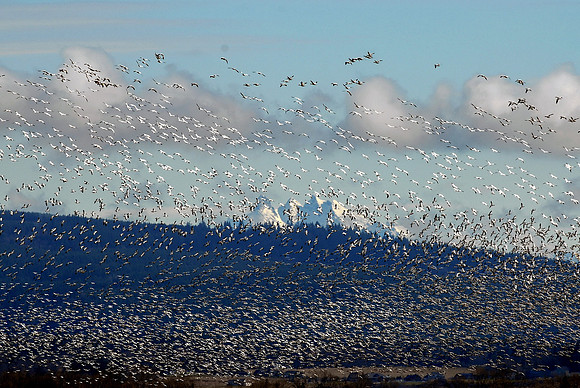 Snow Geese en masse