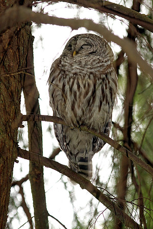 Barred Owl