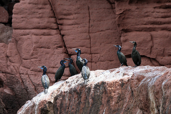 Brandt's Cormorant