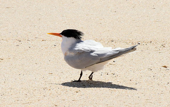 Elegant Tern?