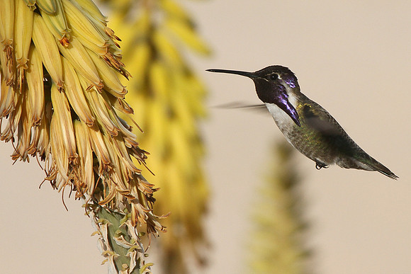 Costa's Hummingbird