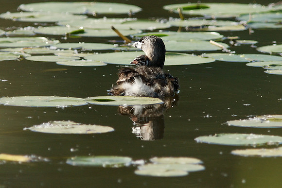 Pied Billed Grebe and chicks