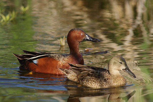 Cinnamon Teal