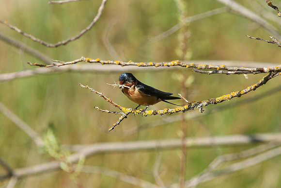 Barn Swallows, gathering mud