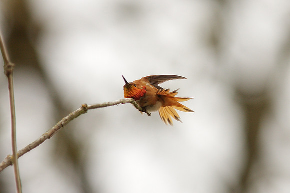 Rufous Hummingbird