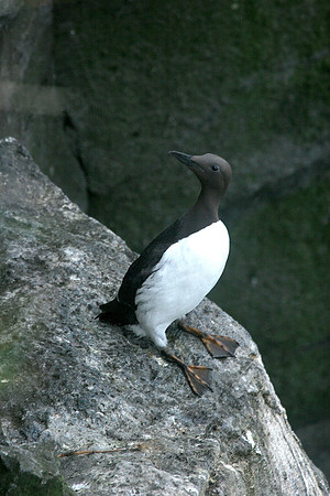 Common Murre