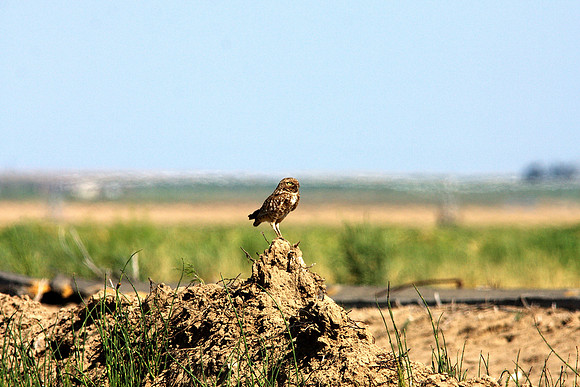 Burrowing Owl
