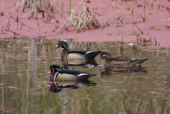 Wood Duck