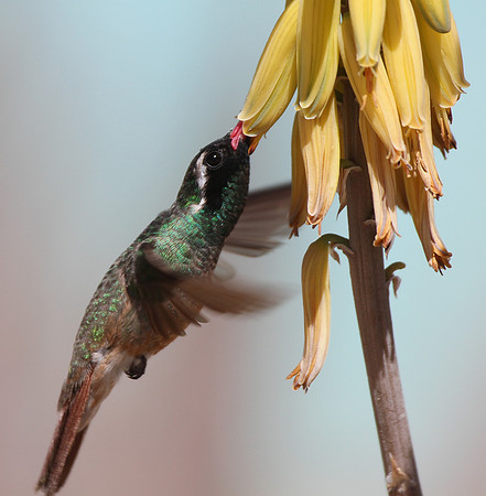 Xantus's Hummingbird