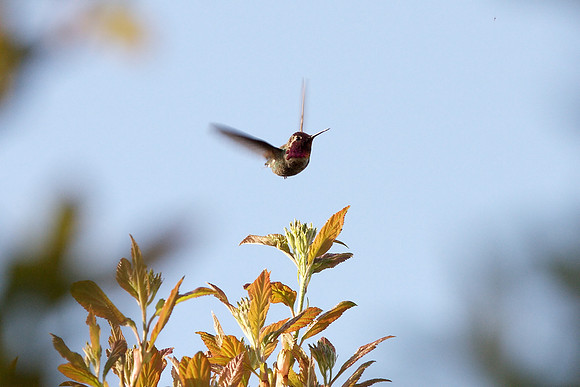 Anna's Hummingbird