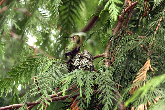 Anna's Hummingbird in nest