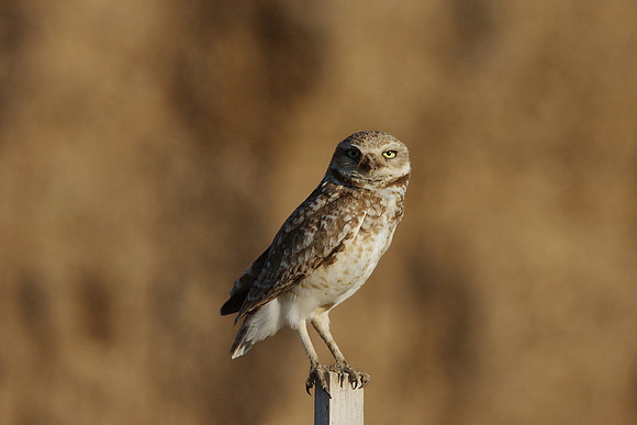 Burrowing Owl