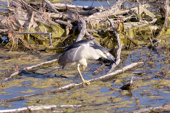 Black-Crowned Night-Heron