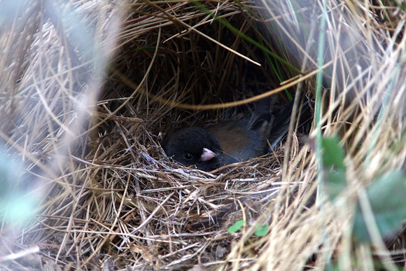 Junco nest